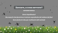 Zanzare, che estate ci aspetta. Dengue e Chikungunya, perché c’entra (anche) il prezzo del petrolio