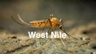 Triplicate le infezioni da West Nile: tutti i dati dell’ultimo bollettino Iss. Il confronto con gli ultimi 3 anni