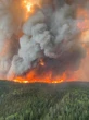 Le foreste iniziano ad inquinare, allarme per Canada, Finlandia, Estonia e Germania