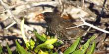 Las aves que no pudo estudiar Darwin nos ayudan ahora a entender la evolución