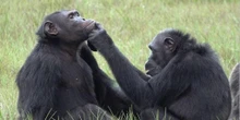Observan por primera vez cómo los chimpancés 'curan' las heridas de otros con insectos