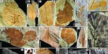 El meteorito que mató a los dinosaurios creó también las selvas tropicales