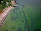 На пляжах Одеси позеленіла вода: фото та відео