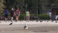 Las gaviotas protegen sus nidos en Barcelona