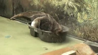 Lupito se remoja en el zoo de Chicago