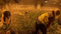 Descubren más de dos mil plantas de marihuana en un chalet de Godelleta con cuatro detenidos