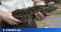 Un pez que camina en tierra y respira fuera del agua pone en jaque a la primera potencia mundial