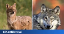 Una nueva guerra se libra en los bosques de Europa: un depredador gana terreno aprovechando la debilidad del lobo