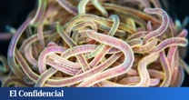 Harvard crea gusanos-robots que hablan entre sí, se organizan y pueden avanzar por tierra y agua