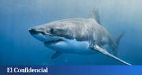 Investigadores descubren cocaína en tiburones de Brasil: todo lo que se sabe sobre el impactante hallazgo