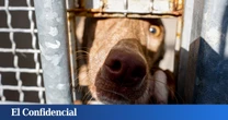 Desmantelado un criadero ilegal en Almería: perros con deformidades y cadáveres descompuestos