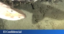 Ponen una cámara trampa y graban por primera vez a un extraño animal en estado salvaje