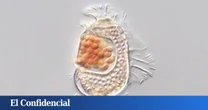 Japón encuentra un nuevo ser que no está 'ni vivo ni muerto' y la ciencia busca una explicación