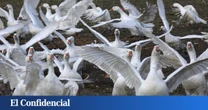 46 focos, 857.300 sacrificios y huevos más caros: el saldo del verano de la gripe aviar