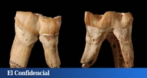 Los neandertales que vivían en España coleccionaban dientes de rinoceronte: por fin sabemos por qué