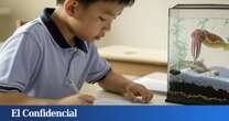 Este animal ha conseguido lo imposible: superar una prueba de inteligencia para niños