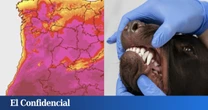 Las olas de calor vuelven más agresivos a los animales y ese es un problema que en España sufriremos especialmente