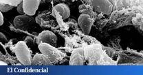 Hace 4.000 años, una misteriosa plaga se propagó por medio mundo: ya sabemos qué era y cómo lo hizo