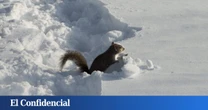 Estudian a las ardillas del Polo Norte y descubren que podrían tener la llave de los viajes interestelares