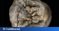 El mito del 'gran cazador' prehistórico se desmorona: un diente con 1,6 M de años revela cómo los humanos conseguíamos carne realmente