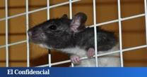 Introducen un gen humano en el ADN de un ratón y lo que pasa después es algo insólito