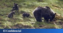 Miel y mucho ingenio: los osos pardos traen de cabeza a muchos pueblos de Castilla y León