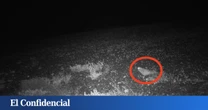 Colocan una cámara trampa y logran grabar a un extraño animal que se creyó extinto durante más de 100 años