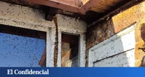 "Ni con lejía mueren": cuando el enemigo son... miles de moscas
