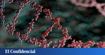 Estudian el ADN humano y descubren un código oculto en lo que antes se consideraba 'basura'