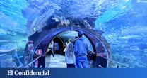 El espectacular acuario del País Vasco donde puedes caminar entre tiburones por 14 euros