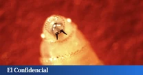 Un gusano devorador de carne pone en jaque a EEUU: la solución parece sacada de una película de ciencia ficción
