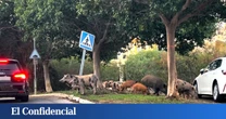 Jabalíes y otros vecinos exóticos: el resultado de urbanizar a costa de los bosques