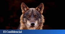 Cantabria se personará en el recurso del Defensor del Pueblo para "defender" su plan para frenar al lobo
