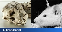 Inyectan ADN neandertal y denisovano en ratones y consiguen que desarrollen algunas de sus características