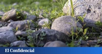 Levantan una piedra y encuentran un extraño animal que se creía extinto desde hace 20 años