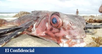 Camina, tiene 'alas' y está 'blindado': así es el extraño pez tropical que ha sido visto en España