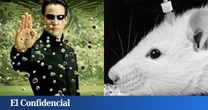 Ponen a un ratón a ver 'Matrix' y 'Star Wars' y consiguen un hito científico sin precedentes