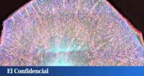 El MIT inventa una técnica para observar el cerebro como nunca lo habíamos visto