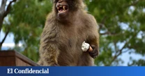 Turista, dame tu helado: los monos de Gibraltar idean un 'Almax' natural contra la comida basura