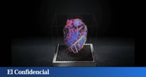 Un espectacular vídeo muestra el flujo sanguíneo de un órgano completo en 4D por primera vez