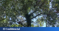 Muere un operario en Outes (A Coruña) tras caerle encima el árbol que talaba
