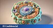 Hallan nuevos órganos en las células que cambian radicalmente nuestra idea de la biología