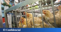 37.000 gallinas sacrificadas: un brote de gripe aviar en El Dorado de los huevos de España enciende las alarmas