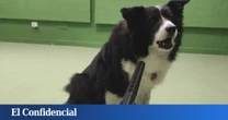 Estos científicos quieren averiguar si los perros pueden hablar. Y están convencidos de que sí