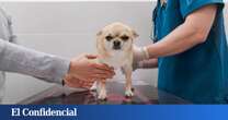 Los animales son las nuevas personas: dentro de un hospital veterinario con tres oncólogos y UCI