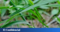 ¿Qué hace esta planta en Rascafría? El lirio de los valles se documenta por primera vez en Madrid