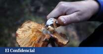 Del bosque al plato: Soria tiene un paraíso micológico perfecto para ir a recoger setas en otoño