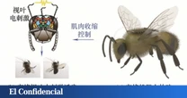 China crea la primera abeja cyborg, pero hay un problema: desobedece el 10% de las órdenes