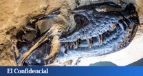 En 1946, algo parecido a un fósil de T. rex apareció en EEUU: ahora sabemos que se trata de un nuevo dinosaurio