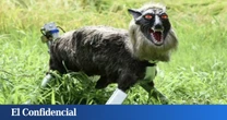 Hay tantos ataques de osos en Japón que el país se ha quedado sin existencias de sus perturbadores lobos-robot: "No damos abasto"